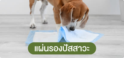 แผ่นรองปัสสาวะ & ผ้าอ้อม